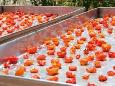 ריבת עגבניות מיובשות